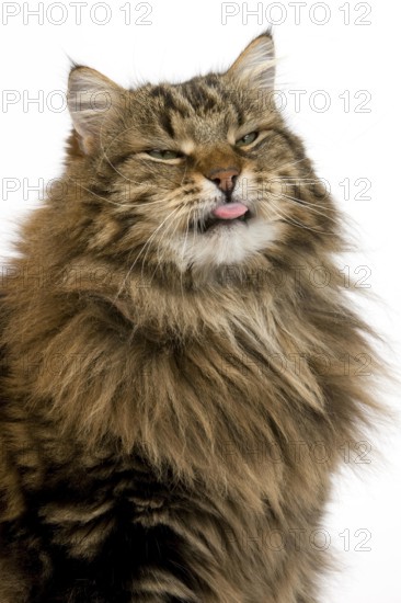 Angora Domestic Cat, Portrait of Male with tongue out against White Background