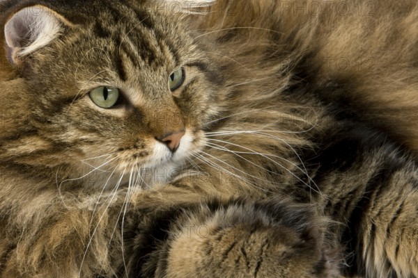 Angora Domestic Cat, Male