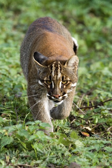 Asian Golden Cat or Temmink's Cat, catopuma temmincki
