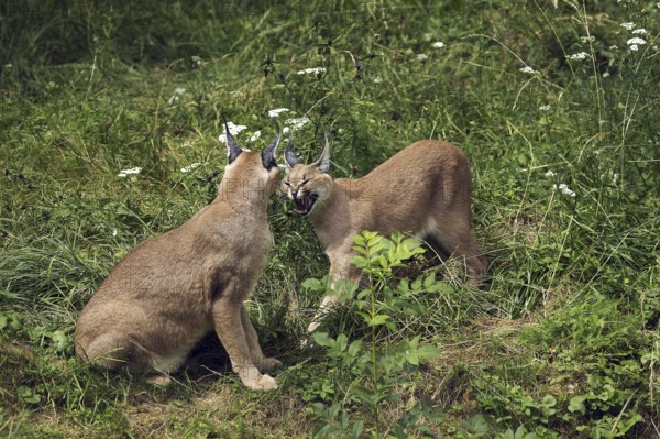 caracal (CARACAL caracal) ADULT SNARLING