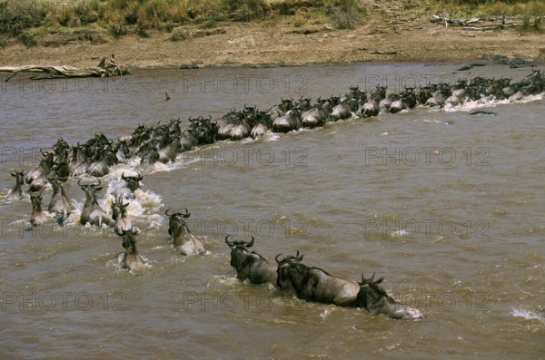 Blue Wildebeest (connochaetes taurinus), Herd crossing Mara River during Migration, Masai Mara Park in Kenya