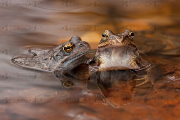 Common frog (Rana temporaria) Rhineland-Palatinate, Germany, Europe
