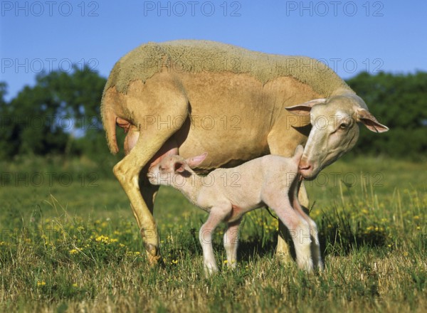 Domestic Sheep, Ewe and Lamb Suckling