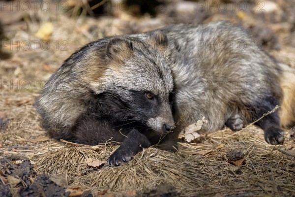 Tanuki