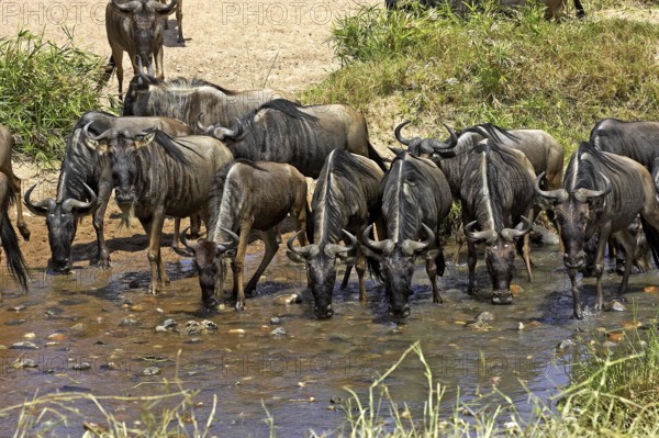 Blue Wildebeest (connochaetes taurinus), Herd drinking at Water Hole, Masai Mara park in Kenya