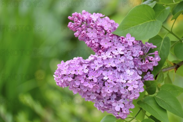 Common lilac (Syringa vulgaris), purple flowers