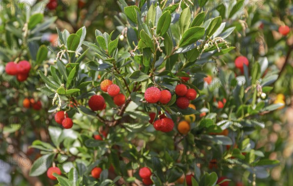 Strawberry tree (Arbutus)