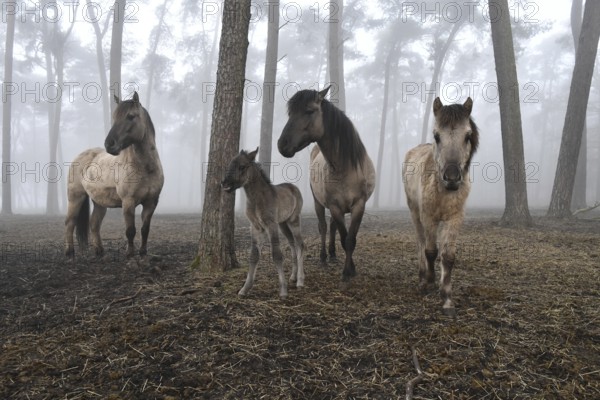 Dülmen wild horses standing in the forest, animal family with grey foal, born the day in front of, foggy atmosphere, Merfelder Bruch, Dülmen, North Rhine-Westphalia, Germany, Europe
