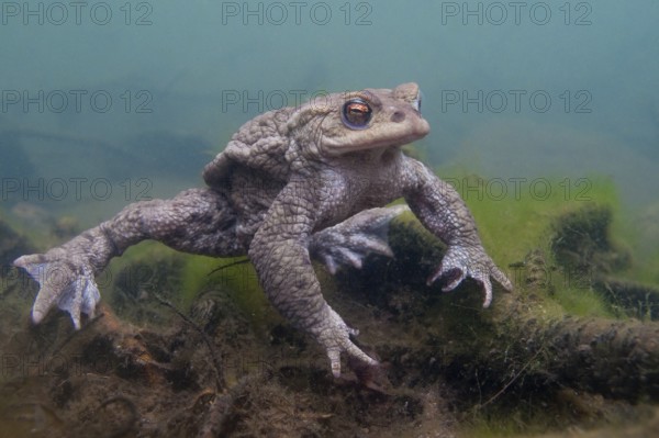 Common toad (Bufo bufo), under water, Rhineland-Palatinate, Germany, Europe