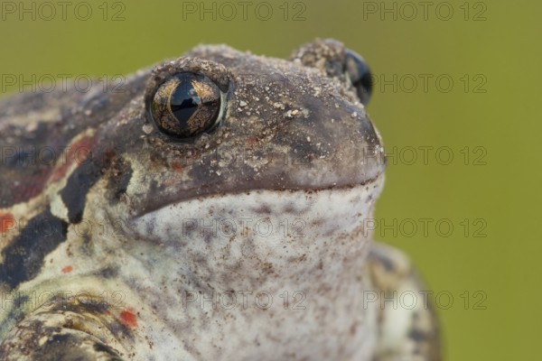 Common spadefoot (Pelobates fuscus) Rhineland-Palatinate, Germany, Europe