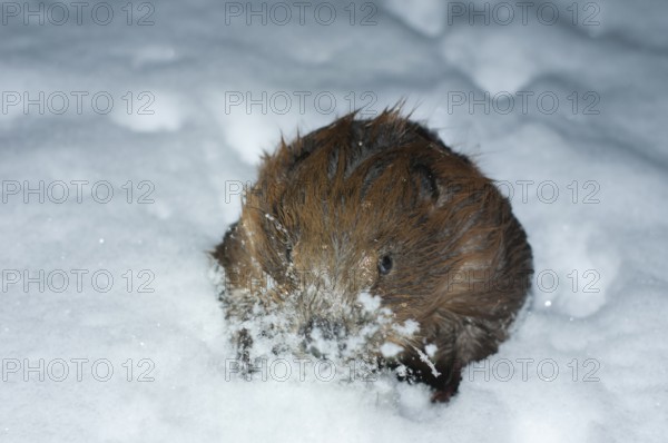 European beaver (Castor fiber), in Eisloch, Rosenheim, Bavaria, Germany, Europe