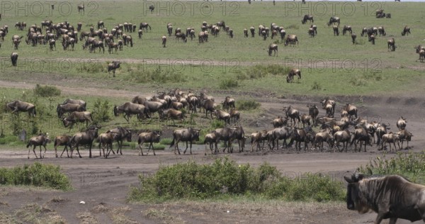 Blue Wildebeest (connochaetes taurinus), Herd during Migration, Masai Mara park in Kenya