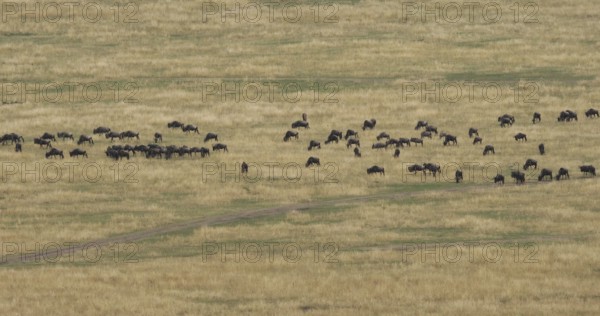 Blue Wildebeest (connochaetes taurinus), Herd during Migration, Masai Mara park in Kenya