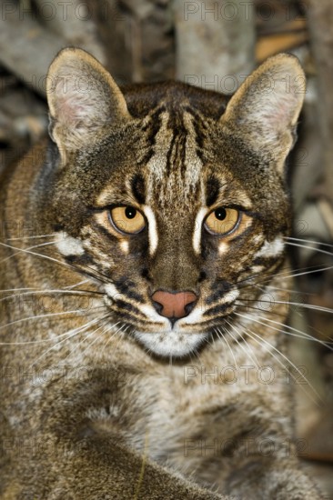 ASIAN GOLDEN CAT OR TEMMINK'S CAT catopuma temmincki, PORTRAIT OF ADULT