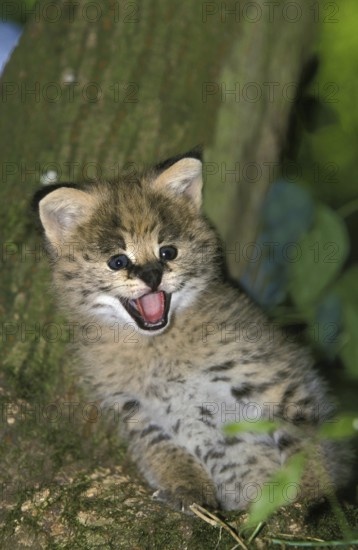 Serval (leptailurus serval), Cub calling out