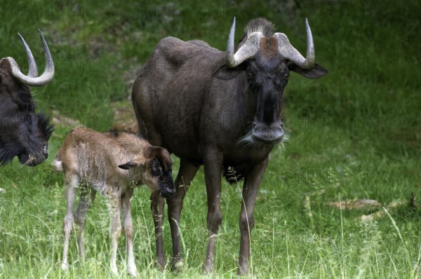 Black wildebeest (connochaetes gnou), Female with Young