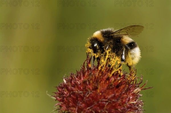 Earth bumblebee on a purple coneflower