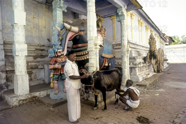 Nataraja Mantap Chariot drawn by horse and elephant in Nageswara Vaishanavite temple in Kumbakonam, Tamil Nadu, India, Asia. A man milking a cow, Asia