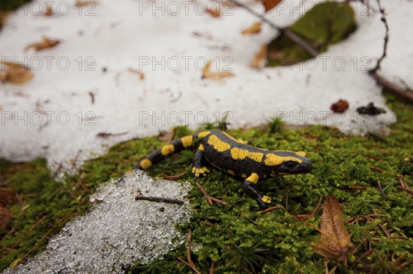Fire salamander (Salamandra salamandra) Snow, Rhineland-Palatinate, Germany, Europe