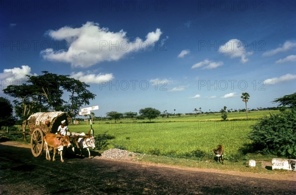 Bullock cart on the highway near Chidambaram, Tamil Nadu, South India, India, Asia