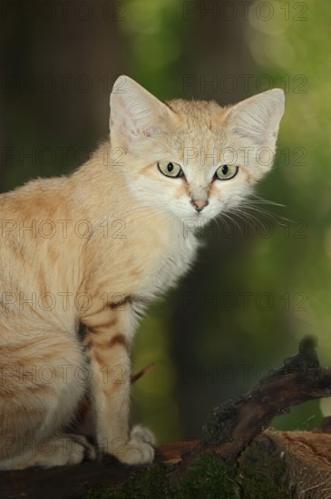 Arabian sand cat (Felis margarita harrisoni), desert cat