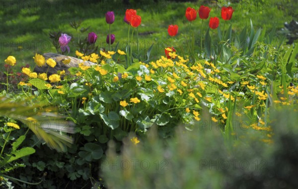 Spring flowers in the garden, tulips, marsh marigolds (Caltha palustris), marsh marigold