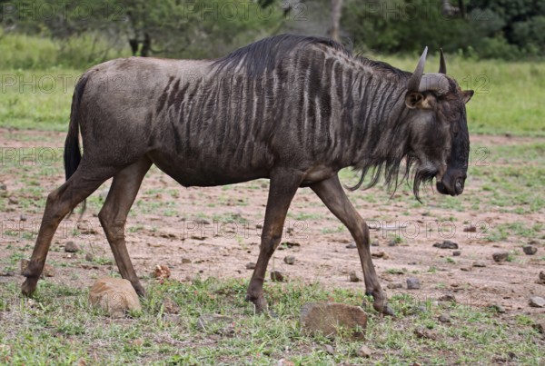 Streifengnu, blue wildebeest (Connochaetes taurinus), S