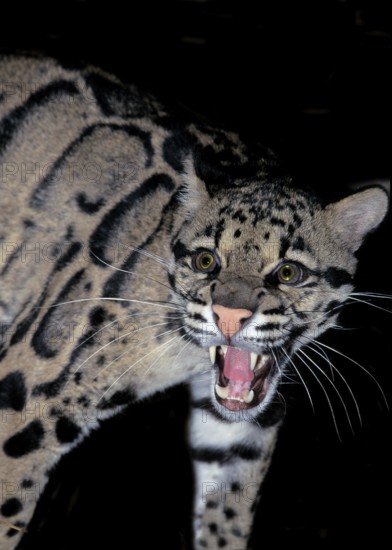 CLOUDED LEOPARD (neofelis nebulosa), ADULT SNARLING