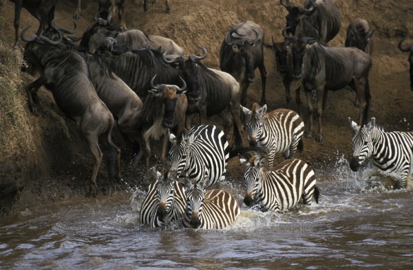 Burchell's Zebra (equus burchelli), and Blue Wildebeest, connochaetes taurinus, Group crossing Mara River during Migration, Masai Mara Park in Kenya