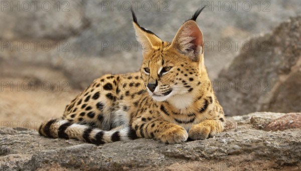 AI generated, animal, animals, mammal, mammals, biotope, habitat, a, individual, foraging, wildlife, caracal, caracal (Caracal caracal), lynx, lynxes, rests on rocks, resting