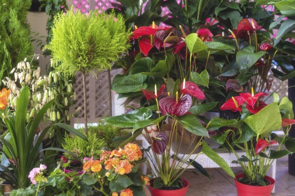 Colourful mixed flowers and plants in the flower shop