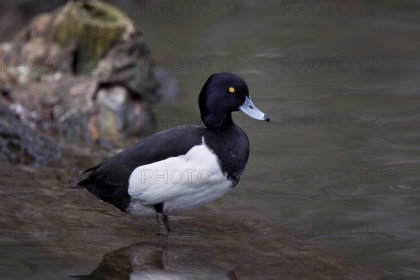Tufted duck, male, Aythya fuligula, Tufted duck, male