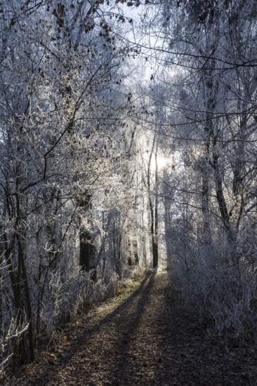 Forest path in winter