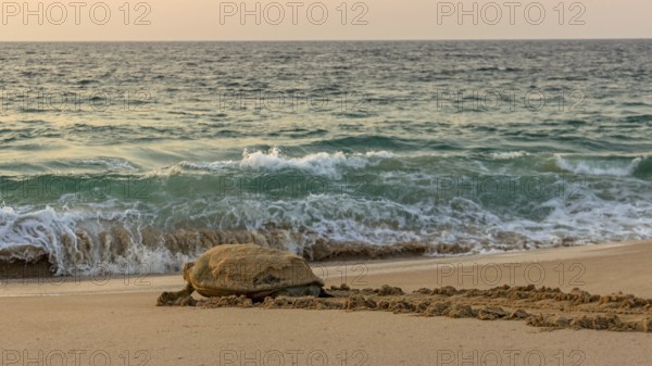 Turtle