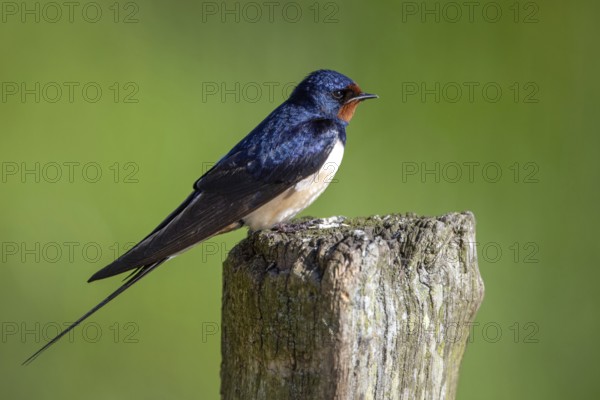Barn Swallow