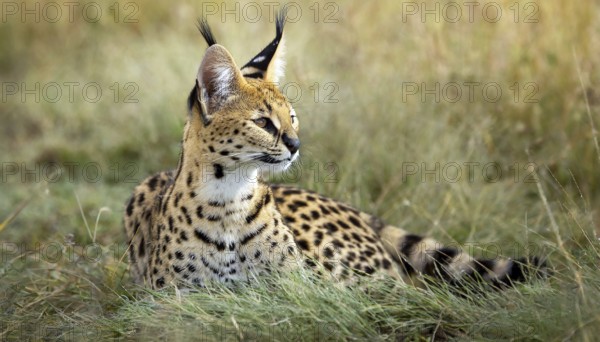 AI generated, animal, animals, mammal, mammals, biotope, habitat, a, individual, foraging, wildlife, caracal, caracal (Caracal caracal), lynx, lynxes, rests, resting