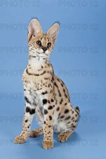 Serval (Leptailurus serval), juvenile, captive, studio photograph