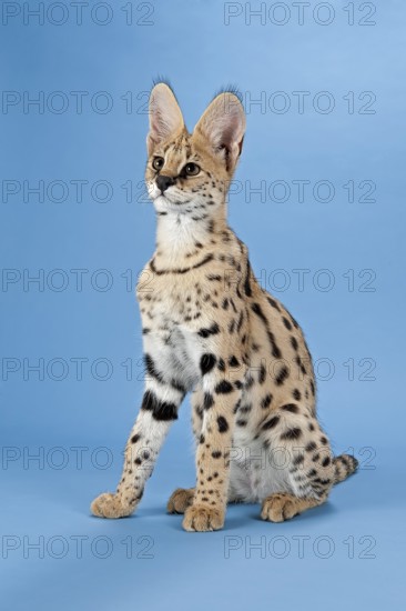 Serval (Leptailurus serval), juvenile, captive, studio photograph