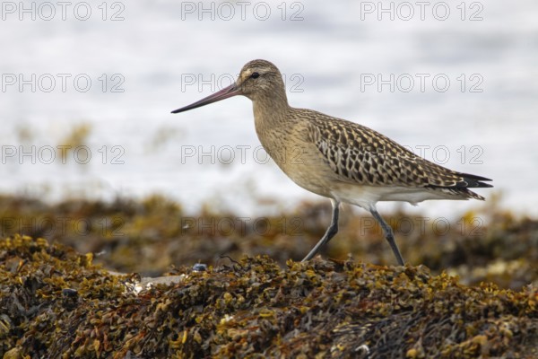 Bar-tailed godwit
