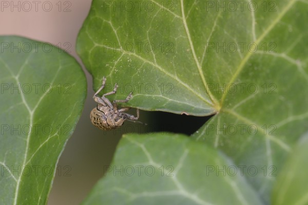 Curculio nucum on a leaf. Hazelnut borer on a leaf