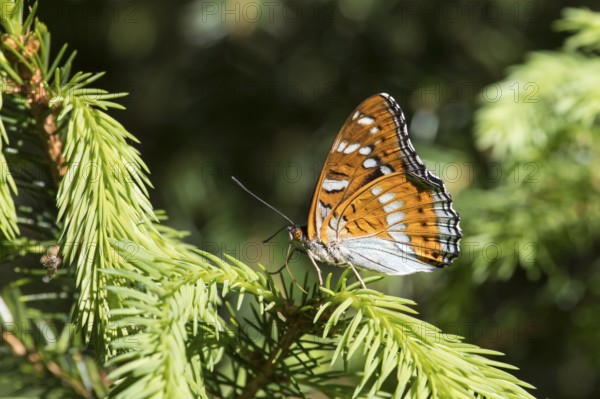 Poplar admiral, Limenitis populi, poplar admiral