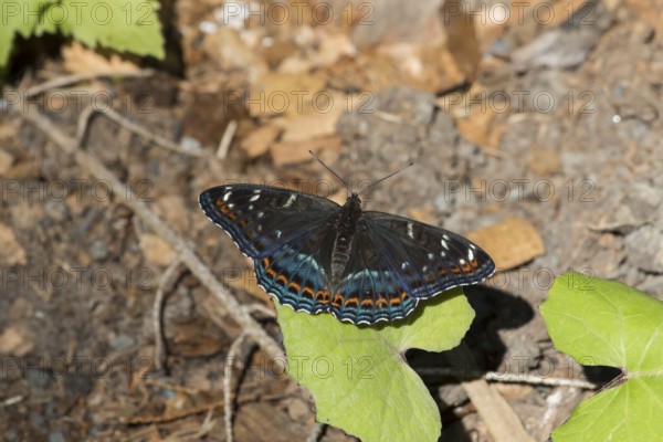 Poplar admiral, Limenitis populi, poplar admiral