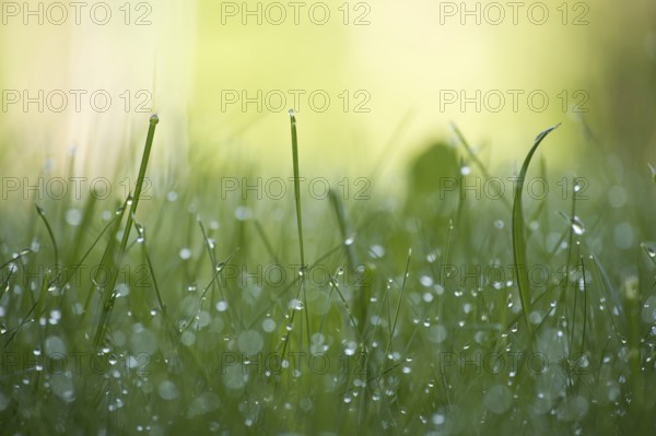 Morning dew drops or raindrops glisten on the leaves of the grass stem lit by the rays of the morning sun