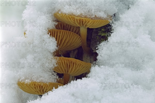 Mushroom, Snow, Winter, Mushroom group, Tree trunk, Tree mushroom