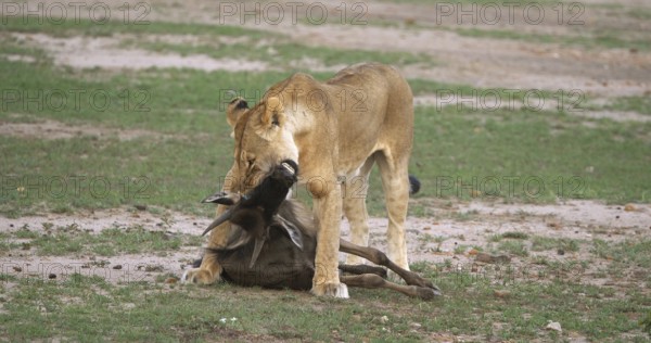African Lion (panthera leo), Females with a Kill, a Wildebest, Masai Mara Park in Kenya