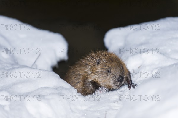 European beaver (Castor fiber), Rosenheim, Bavaria, Germany, Europe