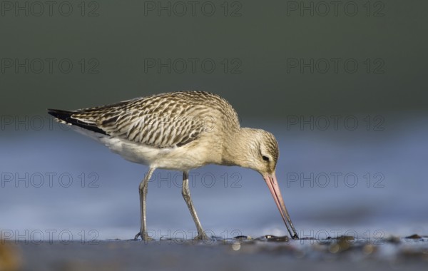 Bar tailed Godwit (Limosa lapponica), lateral view