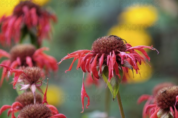 Golden balm, also called bee balm hybrid (Monarda didyma), i