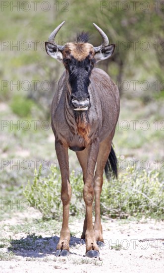 Gnu, Etosha, Namibia, wildebeest, Etosha, Namibia, Africa