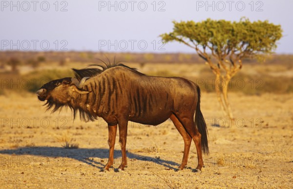 Blue wildebeest (Connochaetes taurinus) in morning light, Central Kalahari, Botswana, Botswana, Africa